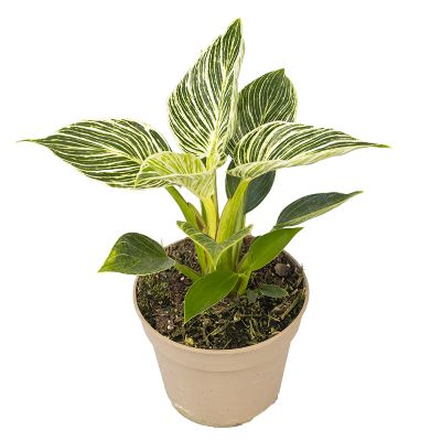 Baumfreund 'Philodendron Birkin', 13 cm Topf Cover