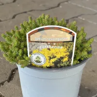 Milder Mauerpfeffer 'Sedum Sexangulare', gelb, 13 cm Topf - Vorschau Bild 1