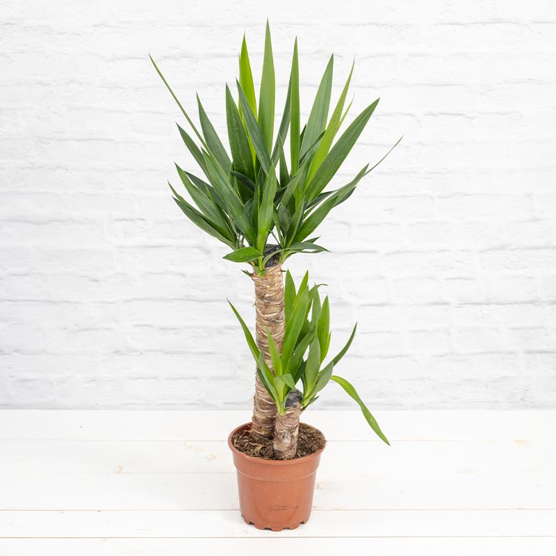 Palmlilie 'Yucca elephantipes', 2er Tuff - Weihnachtsbeleuchtung - Blumen  Risse