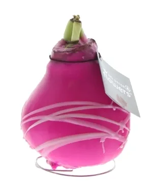 Wachs Amaryllis 'Wax 3', mit Streifenmuster, pink Cover
