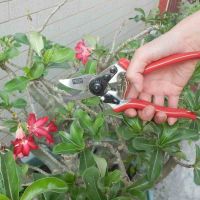 SIENA GARDEN Premium Gartenschere '6-KS' - Vorschau Bild 1