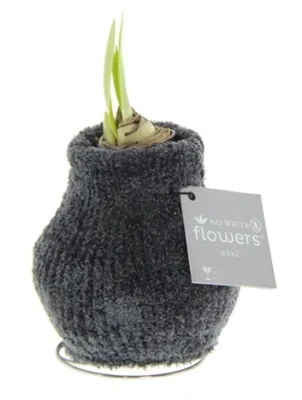 Wachs Amaryllis 'Teddy', mit Wachs-& Stoffhülle, grau Cover