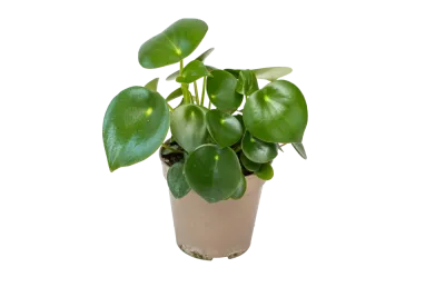 Ufopflanze 'Pilea Peperomioides', 11 cm Topf Cover
