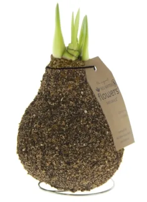 Wachs Amaryllis 'Kork', mit Wachshülle, beige Cover