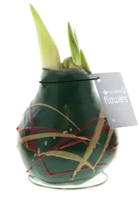 Wachs Amaryllis 'Munch', grün Cover