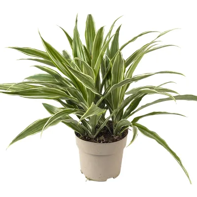 Drachenbaum 'Dracaena fragrans Warneckei', 17 cm Topf  Cover