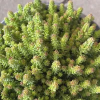 Milder Mauerpfeffer 'Sedum Sexangulare', gelb, 13 cm Topf - Vorschau Bild 1