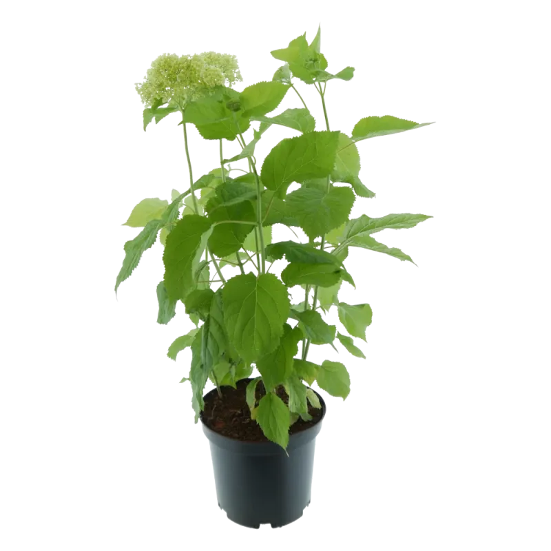 Ballhortensie 'Annabelle', 40 bis 60 cm Höhe, weiß - Mediterrane ...
