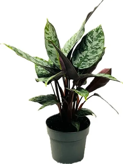 Rotes Schwert 'Apoballis Acuminatissima', 14 cm Topf - Gallerie Bild 1