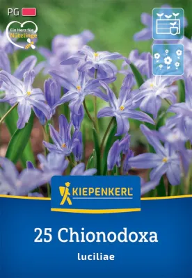KIEPENKERL Blumenzwiebel Schneeglanz, 25 Stück Cover