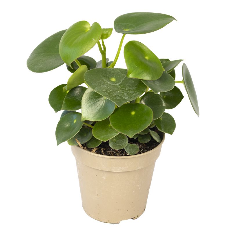 Zwergpfeffer 'Peperomia Raindrop', 13 cm Topf - Gallerie Bild 1