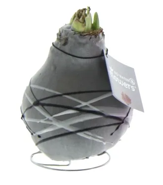 Wachs Amaryllis 'Wax 3', mit Streifenmuster, grau Cover