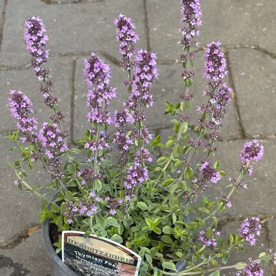 Thymian Foxley 'Thymus Pulegioides Foxley', 13 cm Topf Cover