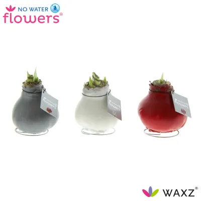 Wachs Amaryllis 'Wax 1', mit Wachshülle, glatte Oberfläche Cover