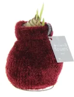 Wachs Amaryllis 'Teddy', mit Wachs-& Stoffhülle, rot - Vorschau Bild 1