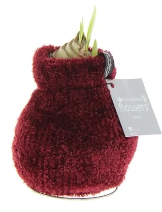 Wachs Amaryllis 'Teddy', mit Wachs-& Stoffhülle, rot - Gallerie Bild 1