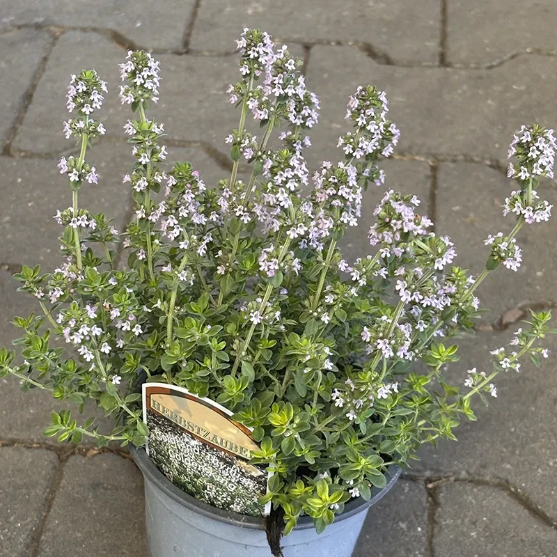 Goldrand Thymian 'Golden King', 13 cm Topf - Gallerie Bild 1