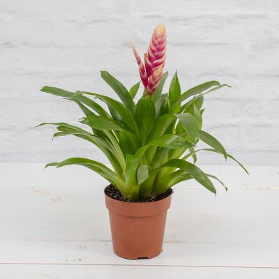 Korbmarante 'Calathea Stripestar', 17 cm Topf - Strauchrosen - Blumen Risse