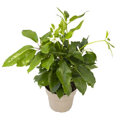 Strahlenaralie 'Schefflera Actinophylla', 21 cm Topf Cover