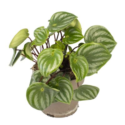 Wassermelonen-Zwergpfeffer 'Peperomia Argyreia', 13 cm Topf Cover