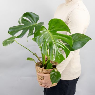 Fensterblatt 'Monstera Deliciosa', 14 cm Topf Cover