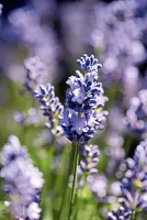 Echter Lavendel 'Lavandula angustifolia', 13 cm Topf - Vorschau Bild 1