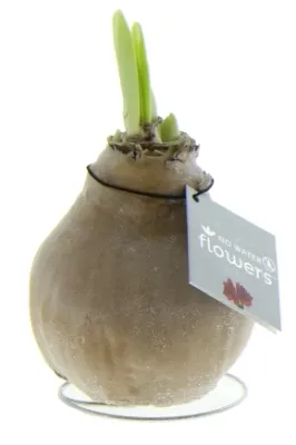 Wachs Amaryllis 'Wax 2', mit Eisflocken, braun Cover