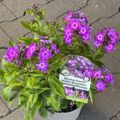Winterharte Hohe Staudenflammenblume 'Phlox Paniculata', violett, 13 cm Topf Cover