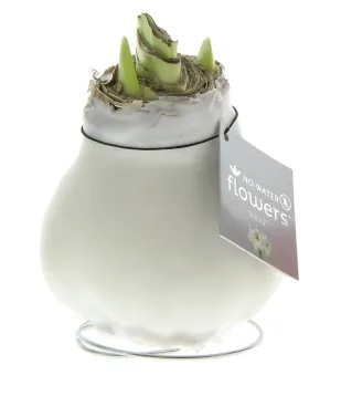 Wachs Amaryllis 'Wax 1', mit Wachshülle, glatte Oberfläche, weiß Cover