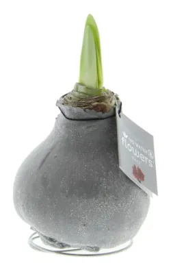 Wachs Amaryllis 'Wax 2', mit Eisflocken, grau Cover