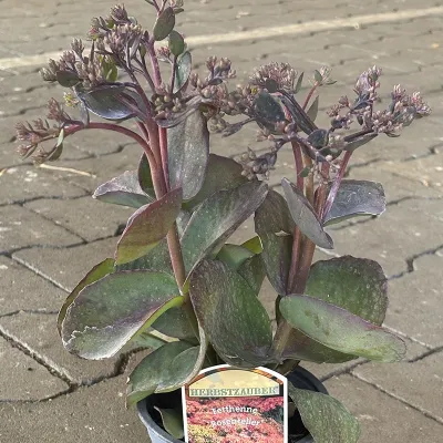 Fetthenne 'Rosenteller Sedum Spectabile', rosa-pink, 13 cm Topf Cover