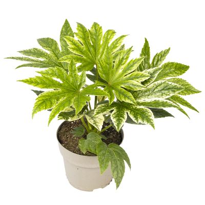 Zimmeraralie 'Fatsia Japonica SpiderWeb', 17 cm Topf Cover