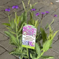 Kleines Patagonisches Eisenkraut 'Verbena Rigida', violett, 13 cm Topf - Vorschau Bild 1