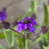 Kleines Patagonisches Eisenkraut 'Verbena Rigida', violett, 13 cm Topf - Vorschau Bild 1