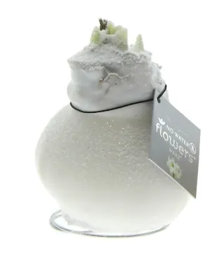 Wachs Amaryllis 'Wax 4', mit Schneeflocken, weiss Cover