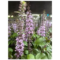 Reichblühender Duft-Basilikum 'Ocimum x hybrida', 13 cm Topf - Vorschau Bild 1
