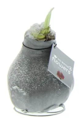 Wachs Amaryllis 'Wax 4', mit Schneeflocken, grau Cover