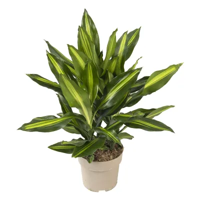 Drachenbaum 'Dracaena fragrans Cintho', 17 cm Topf  Cover