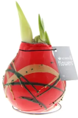 Wachs Amaryllis 'Munch', rot Cover