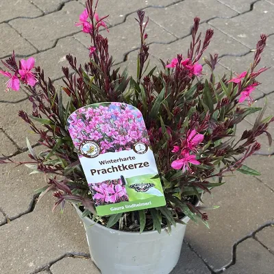 Winterharte Prachtkerze 'Gaura Lindheimeri', rosa, 13 cm Topf Cover