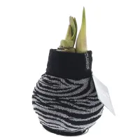 Wachs Amaryllis 'Animal', mit Wachs-& Stoffhülle, schwarz - Vorschau Bild 1
