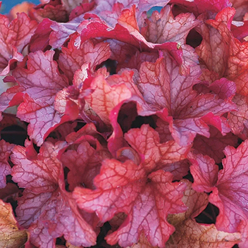 Purpurglöckchen 'Heuchera', 2 L Topf, rot - Gallerie Bild 1