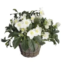 Christrose 'Helleborus niger', weiß, 12 cm Topf - Vorschau Bild 1