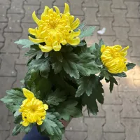 Deko-Chrysantheme, gelb, 12/13 cm Topf - Vorschau Bild 1
