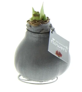 Wachs Amaryllis 'Wax 1', mit Wachshülle, glatte Oberfläche, grau Cover