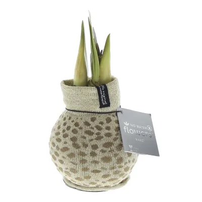 Wachs Amaryllis 'Animal', mit Wachs-& Stoffhülle, gold Cover